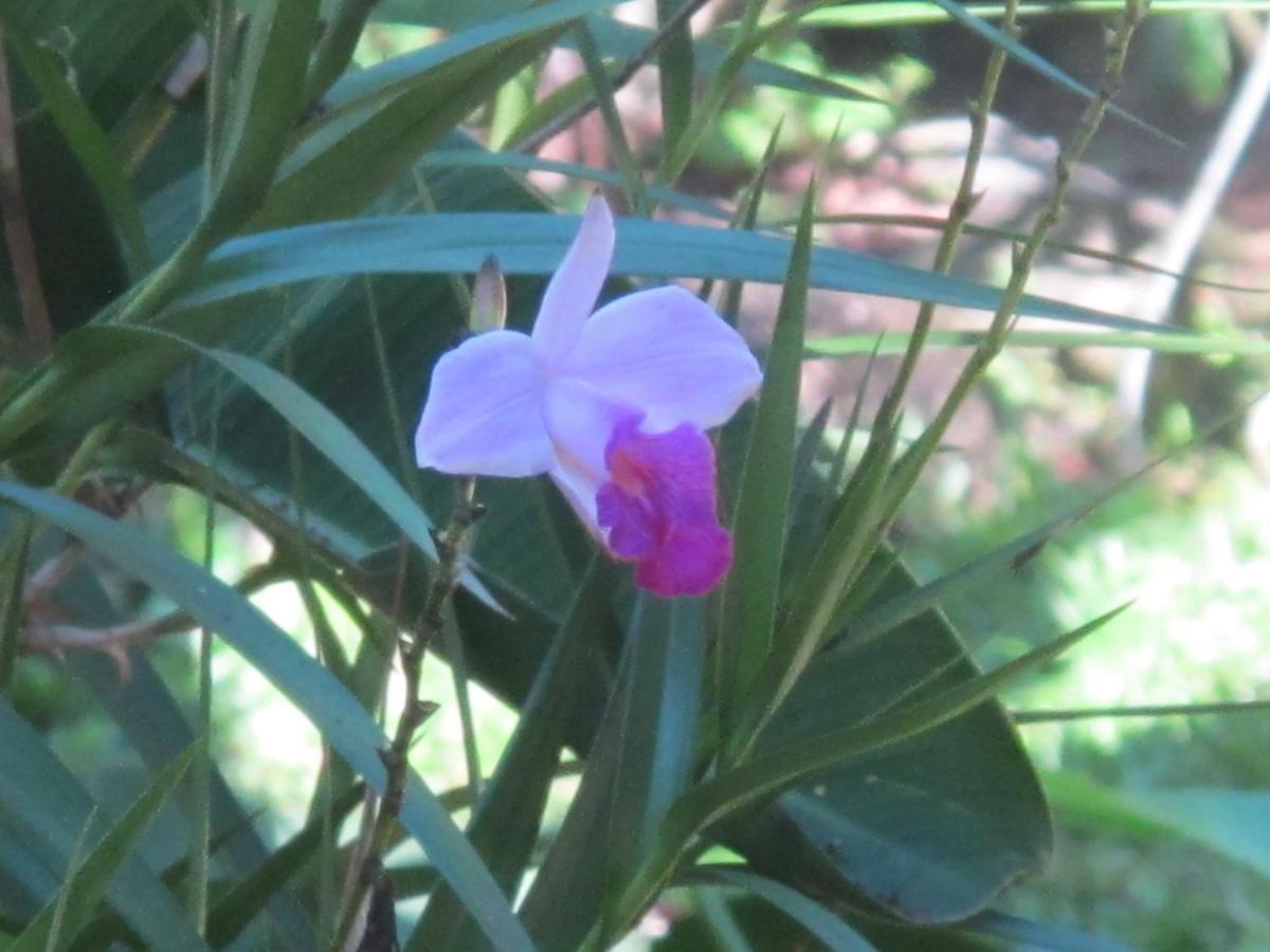 Вилла Janela Dos Meus Sonhos Пенеду Экстерьер фото