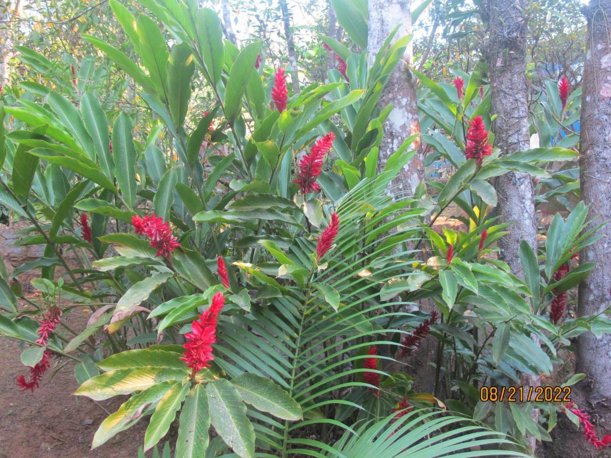 Вилла Janela Dos Meus Sonhos Пенеду Экстерьер фото